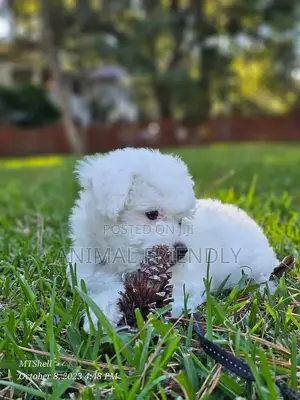 1-3 months Male Purebred Poodle