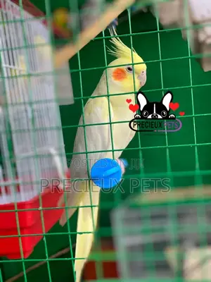 Tamed Female Cockatiel Parakeet