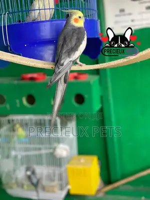 Tamed Male Cockatiels Parakeet