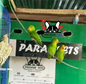 Pair of Red-Headed Lovebirds