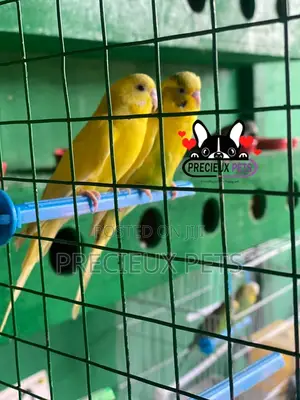 Pair of Yellow Colored Budgies
