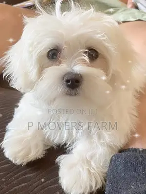 1-3 months Female Mixed Breed Poodle