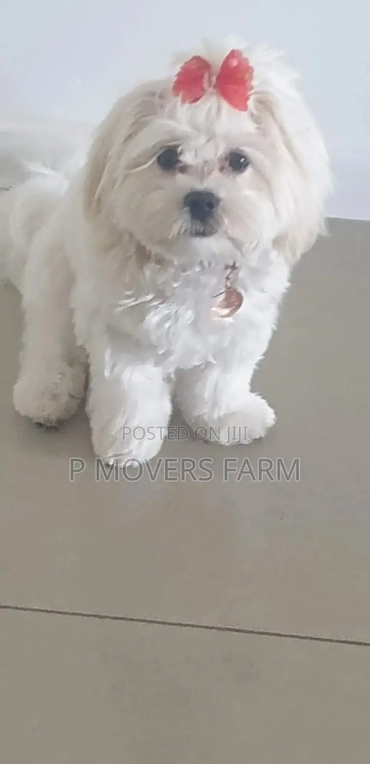 1-3 months Female Purebred Poodle