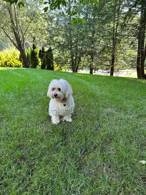 1-3 months Male Purebred Poodle