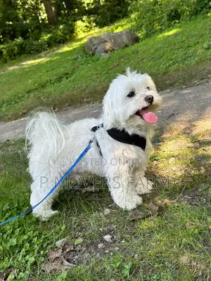 1-3 months Female Purebred Poodle