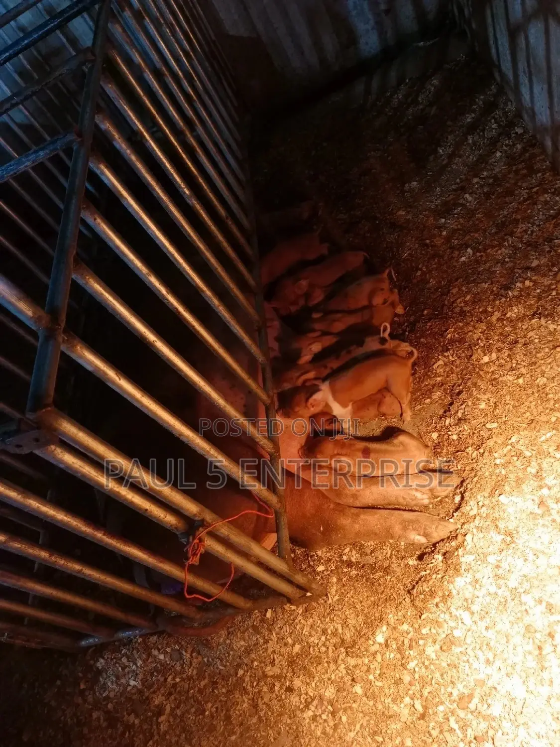 Heater Shade Lamp for New Born Piglet and Poultry Farmers