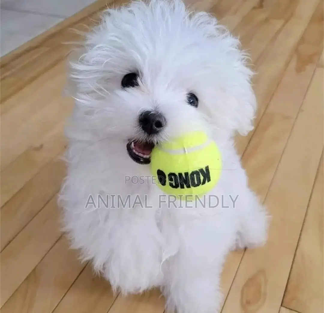 1-3 months Male Purebred Poodle