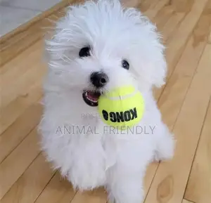1-3 months Male Purebred Poodle