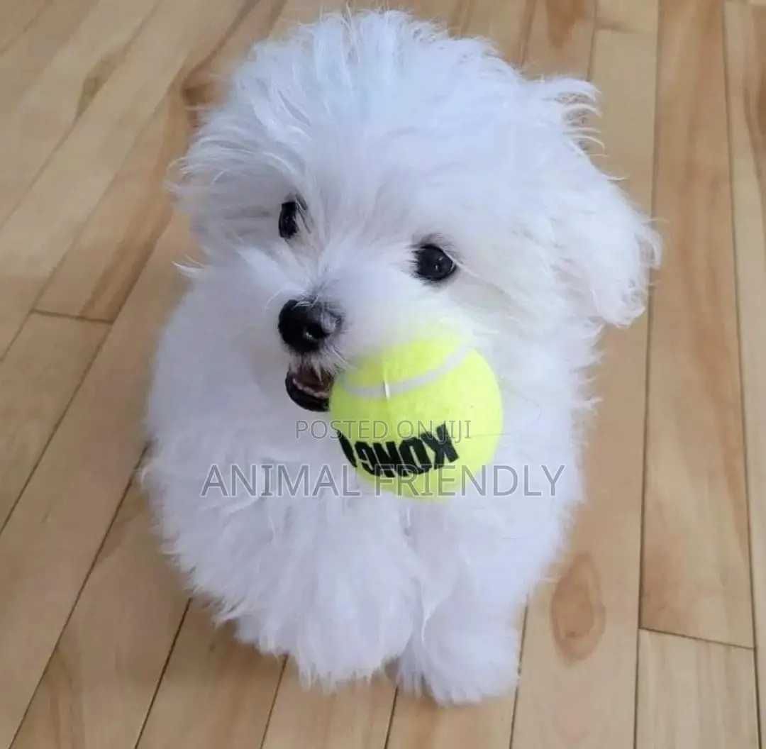 1-3 months Male Purebred Poodle