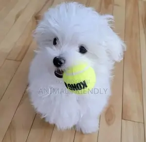 1-3 months Male Purebred Poodle