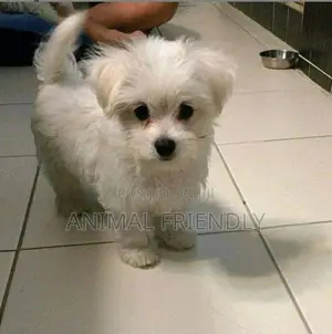 1-3 months Male Purebred Bichon Frise