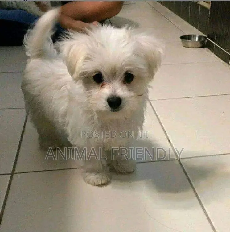1-3 months Male Purebred Bichon Frise