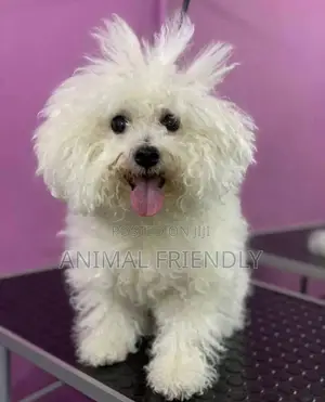 1-3 months Male Purebred Maltese