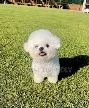 1-3 months Female Purebred Bichon Frise