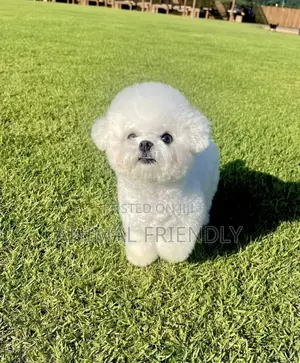 1-3 months Male Purebred Bichon Frise