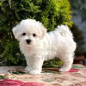1-3 months Male Purebred Lhasa Apso