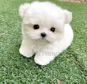 1-3 months Male Purebred Lhasa Apso