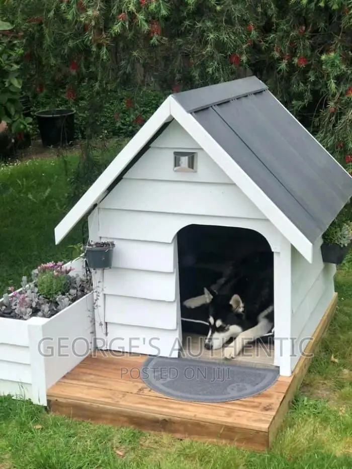 Dog Kernel For Sale