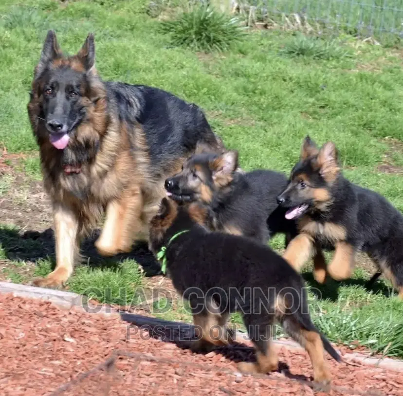 1-3 months Male Purebred German Shepherd