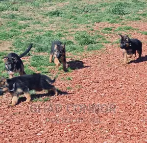 1-3 months Male Purebred German Shepherd