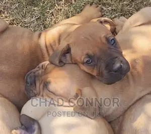 1-3 months Male Purebred Boerboel
