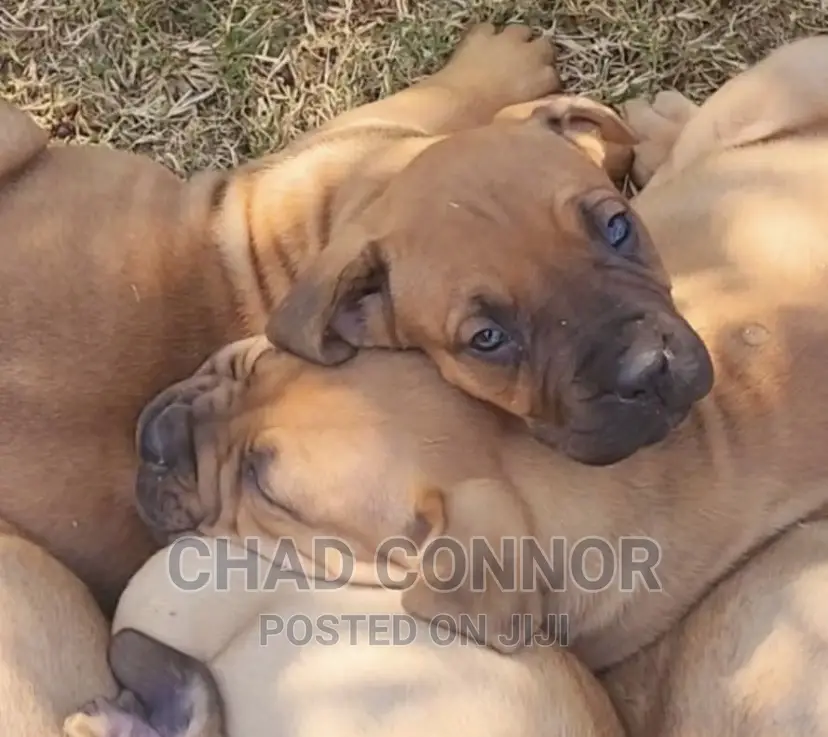 1-3 months Male Purebred Boerboel
