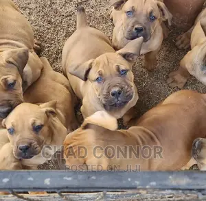 1-3 months Male Purebred Boerboel