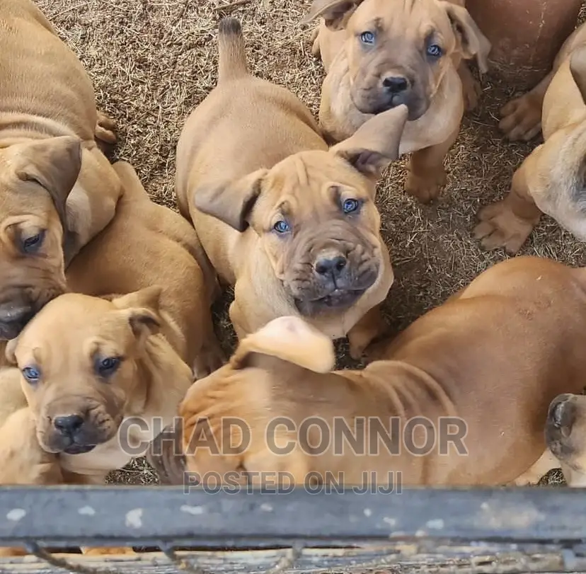 1-3 months Male Purebred Boerboel