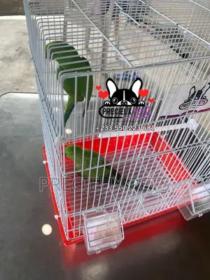 Tamed Ringneck/Longtail Parrot