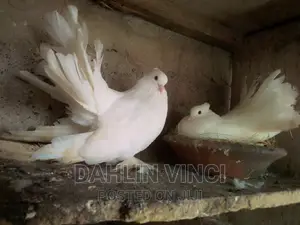 White Jumbo Size Indian Fantail Pigeons