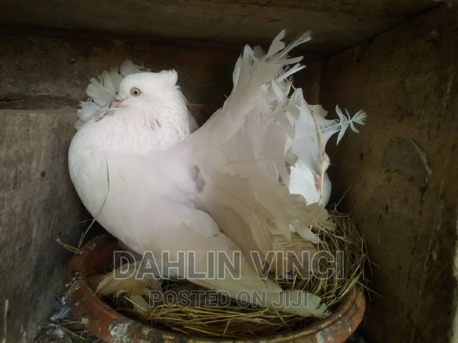 White Jumbo Size Indian Fantail Pigeons