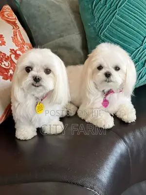 1-3 months Female Purebred Poodle