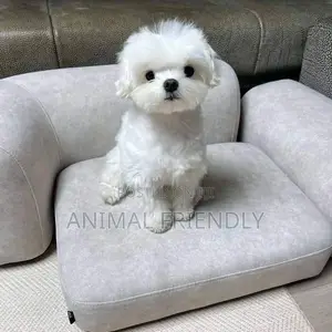 1-3 months Female Purebred Poodle