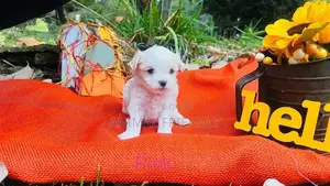 1-3 months Male Purebred Maltese