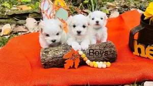 1-3 months Female Purebred Maltese