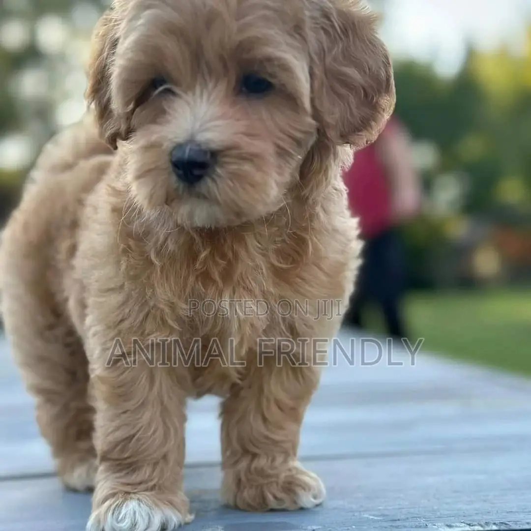 1-3 months Female Purebred Poodle