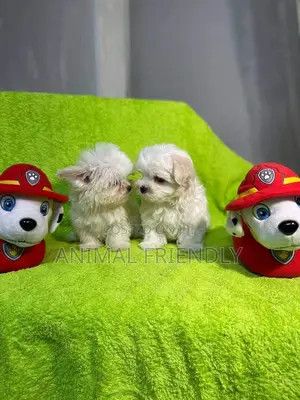 3-6 months Male Purebred Maltese