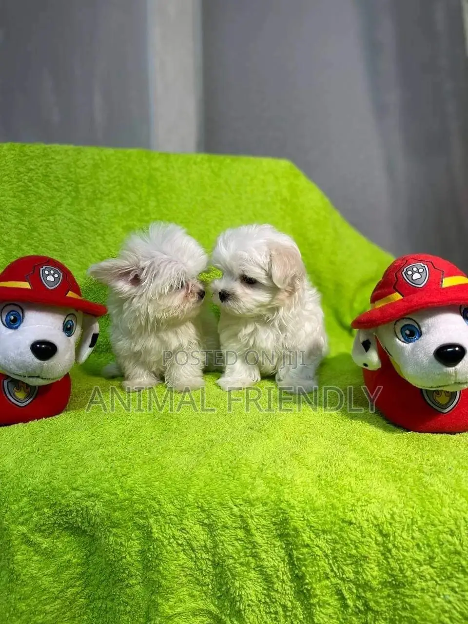 3-6 months Male Purebred Maltese