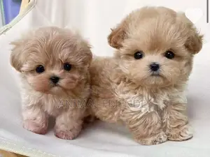 1-3 months Male Purebred Maltese