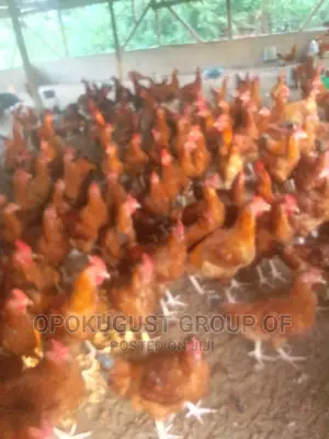Brown Broilers for Sale