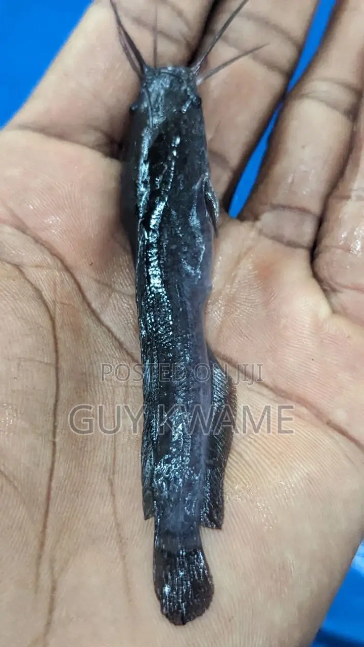 Fast Growing Catfish Juveniles Available For 50 Pesewas