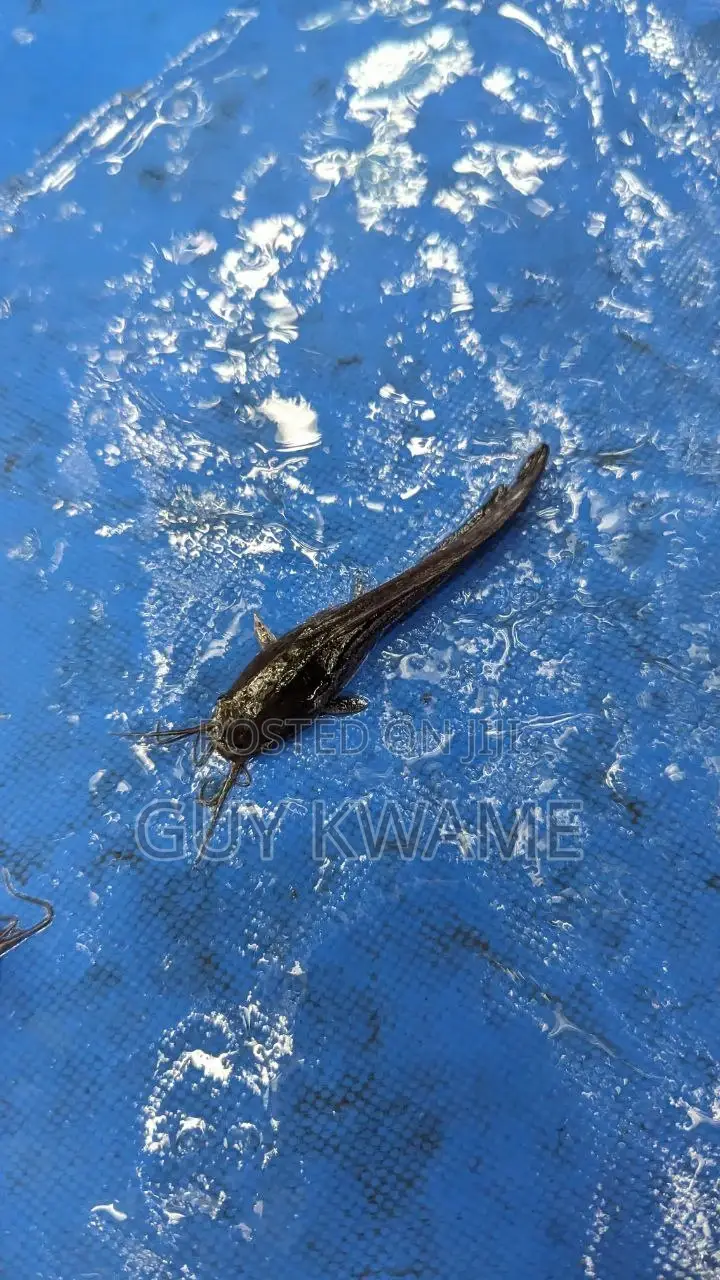 Fast Growing Catfish Juveniles Available For 50 Pesewas