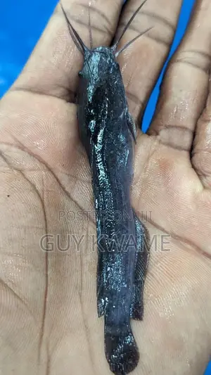Fast Growing Catfish Juveniles Available For 50 Pesewas