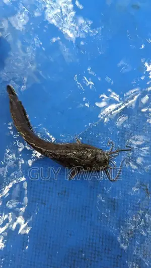 Healthy Catfish Fingerlings Available For 50 Pesewas