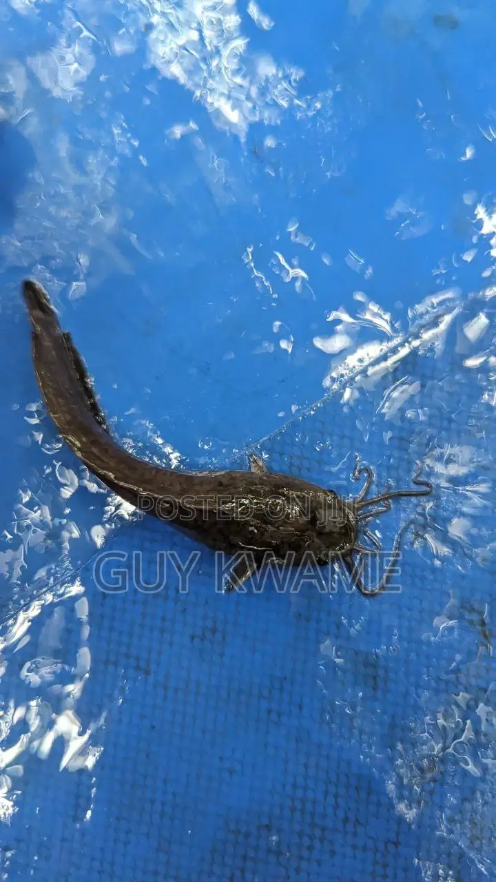 Healthy Catfish Fingerlings Available For 50 Pesewas