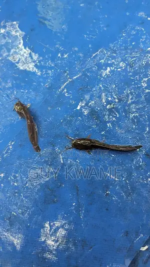 Healthy Catfish Fingerlings Available For 50 Pesewas