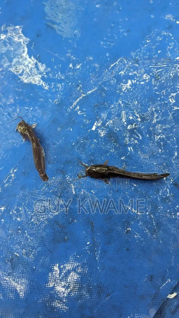Healthy Catfish Fingerlings Available For 50 Pesewas