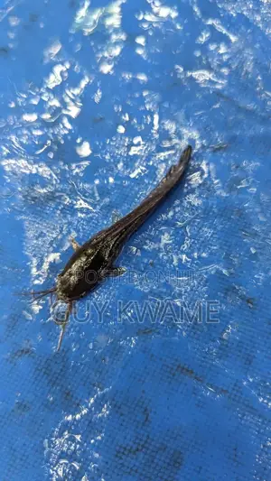 Healthy Catfish Fingerlings Available For 50 Pesewas