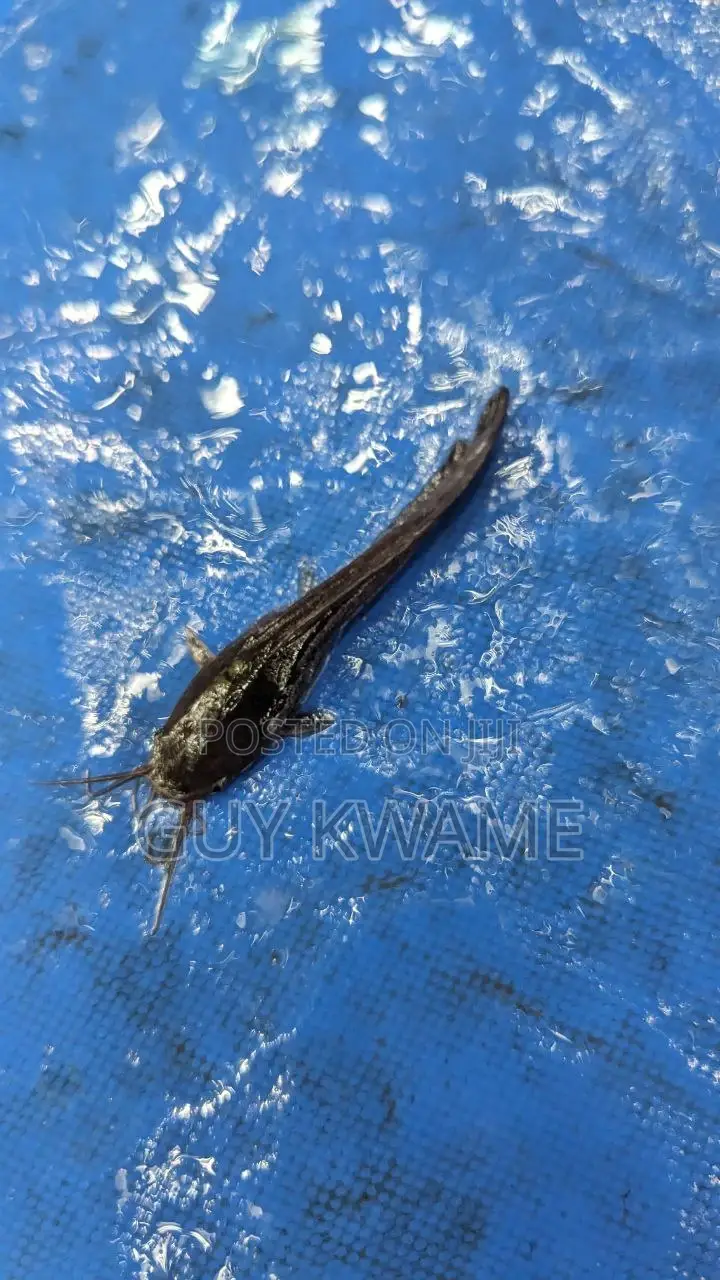 Healthy Catfish Fingerlings Available For 50 Pesewas