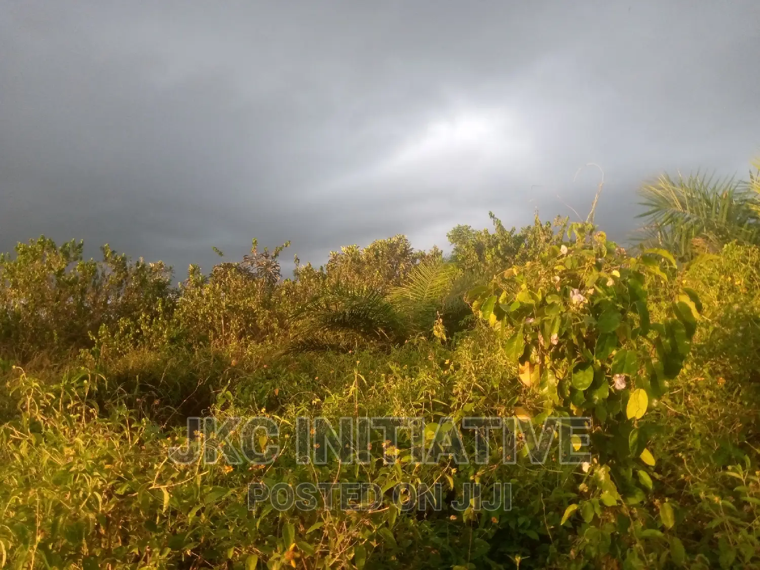 100 Acres Road Side Land For Sale At Busua